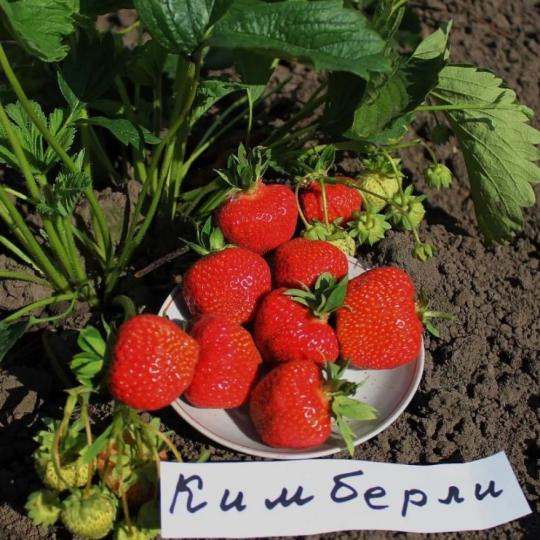 Клубника "КИМБЕРЛИ" (6 шт.)